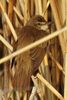 Great Reed-warbler (Acrocephalus arundinaceus) - Greece