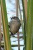 Lesser Swamp-warbler (Acrocephalus gracilirostris) - Ethiopia