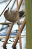 Lesser Swamp-warbler (Acrocephalus gracilirostris) - Ethiopia