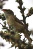 Sedge Warbler (Acrocephalus schoenobaenus) - France