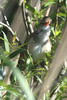 Great Reed-warbler (Acrocephalus arundinaceus) - France