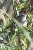 Great Reed-warbler (Acrocephalus arundinaceus) - France