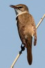 Great Reed-warbler (Acrocephalus arundinaceus) - Romania