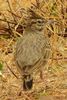 Crested Lark (Galerida cristata) - Portugal