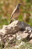 Blanford's Lark (Calandrella blanfordi) - Ethiopia