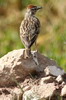 Blanford's Lark (Calandrella blanfordi) - Ethiopia