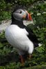 Atlantic Puffin (Fratercula arctica) - Norway