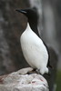 Thick-billed Murre (Uria lomvia) - Spitzberg