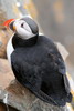 Atlantic Puffin (Fratercula arctica) - Spitzberg