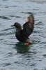 Pigeon Guillemot (Cepphus columba) - Canada