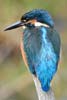 Common Kingfisher (Alcedo atthis) - France