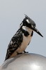 Pied Kingfisher (Ceryle rudis) - Ethiopia