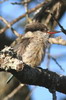 Striped Kingfisher (Halcyon chelicuti) - Ethiopia