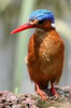 Malachite Kingfisher (Corythornis cristatus) - Ethiopia