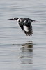 Pied Kingfisher (Ceryle rudis) - Ethiopia