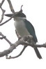 Collared Kingfisher (Todiramphus chloris) - Indonesia