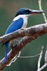 Collared Kingfisher (Todiramphus chloris) - Malaysia