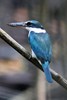 Collared Kingfisher (Todiramphus chloris) - Malaysia