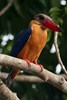 Stork-billed Kingfisher (Pelargopsis capensis) - Malaysia