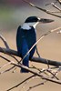 Collared Kingfisher (Todiramphus chloris) - Malaysia