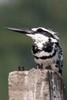 Pied Kingfisher (Ceryle rudis) - India