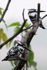 Pied Kingfisher (Ceryle rudis) - India