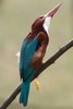 White-breasted Kingfisher (Halcyon smyrnensis) - India