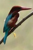 White-breasted Kingfisher (Halcyon smyrnensis) - India