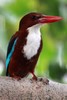 White-breasted Kingfisher (Halcyon smyrnensis) - India