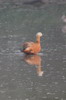 Ruddy Shelduck (Tadorna ferruginea) - India