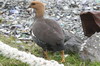 Upland Goose (Chloephaga picta) - Argentina