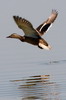 Mallard (Anas platyrhynchos) - Romania