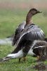 Pink-footed Goose (Anser brachyrhynchus) - Belgium