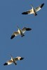 Snow Goose (Anser caerulescens) - Canada