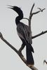 Anhinga (Anhinga anhinga) - Costa-Rica