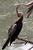 Oriental Darter (Anhinga melanogaster) - India