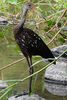 Limpkin (Aramus guarauna) - Costa-Rica