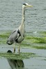 Grey Heron (Ardea cinerea) - Ireland