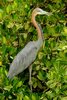 Goliath Heron (Ardea goliath) - Senegal