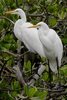 Great White Egret (Ardea alba) - Senegal
