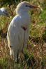 Cattle Egret (Ardea ibis) - Spain
