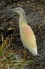 Squacco Heron (Ardeola ralloides) - Spain