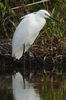 Little Egret (Egretta garzetta) - France