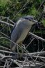 Black-crowned Night-heron (Nycticorax nycticorax) - France