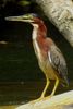 Green Heron (Butorides virescens) - Costa-Rica