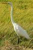 Great White Egret (Ardea alba) - Costa-Rica