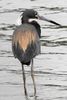 Tricolored Heron (Egretta tricolor) - Costa-Rica