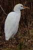 Cattle Egret (Ardea ibis) - Portugal