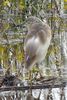 Squacco Heron (Ardeola ralloides) - Greece