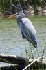 Great Blue Heron (Ardea herodias) - United States